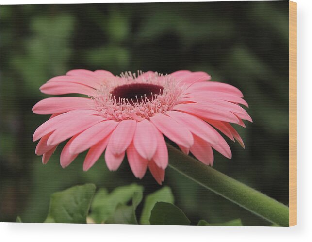 Pink Wood Print featuring the photograph Pink Gerbera by Jeff Townsend