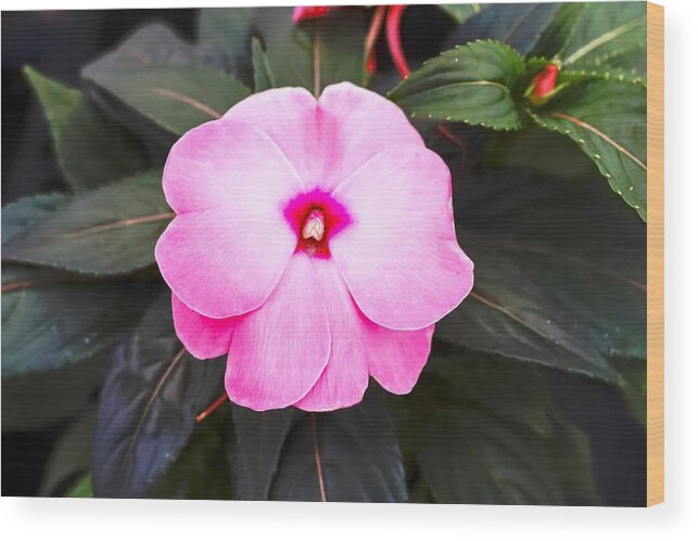 Pink Impatien Flower Wood Print featuring the photograph Pink Impatien Flower by Cynthia Woods