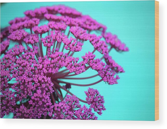 Pink Flowers Wood Print featuring the photograph Pink Lace 02 by Bobby Villapando