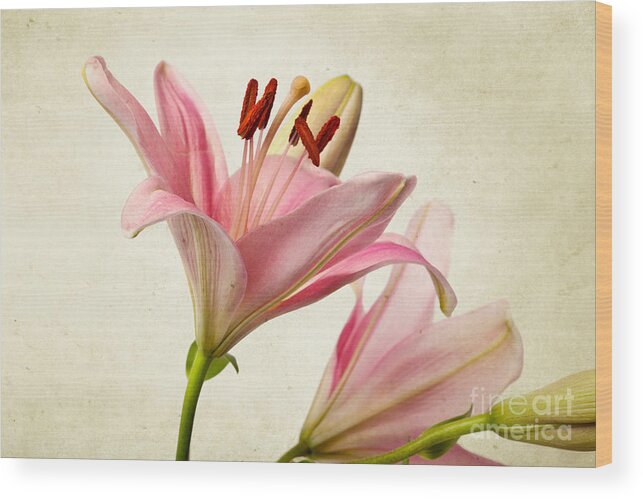 Lily Wood Print featuring the photograph Pink Lilies by Nailia Schwarz