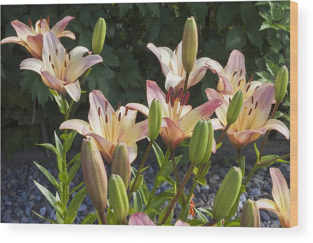 Pink Lilies Wood Print featuring the photograph Pink Lilies by Sandra Foster