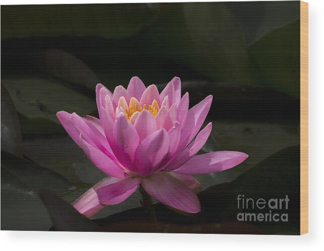 Flower Wood Print featuring the photograph Pink Lotus by Andrea Silies