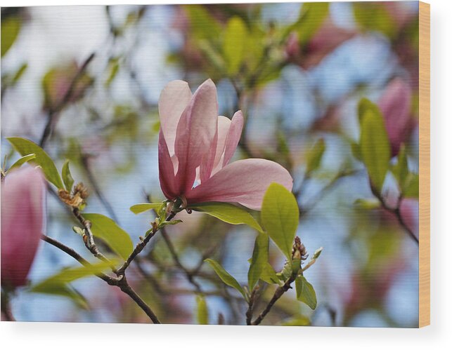 Pink Floral Wood Print featuring the photograph Pink Magnolia by Katherine White