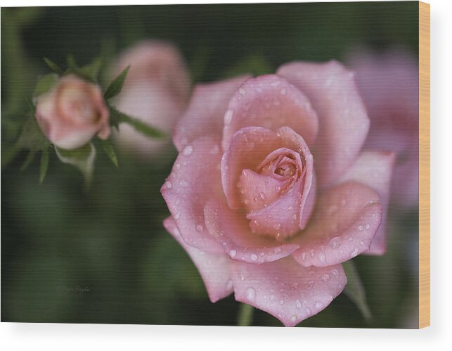 Beautiful Photos Wood Print featuring the photograph Pink Miniature Roses 3 by Roger Snyder