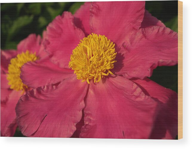 Bloom Wood Print featuring the photograph Pink Peony by Beth Collins