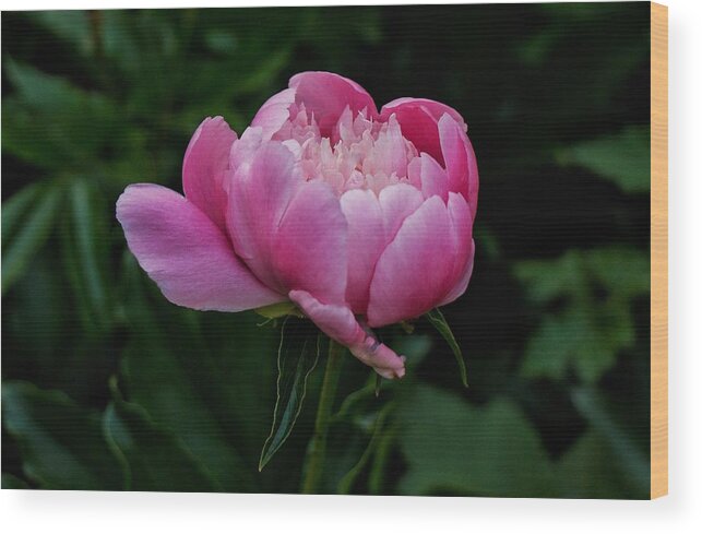 Peony Wood Print featuring the photograph Pink Peony by Chris Berrier