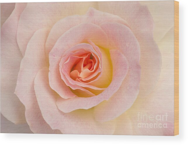 Rose Wood Print featuring the photograph Sweetness by Patty Colabuono