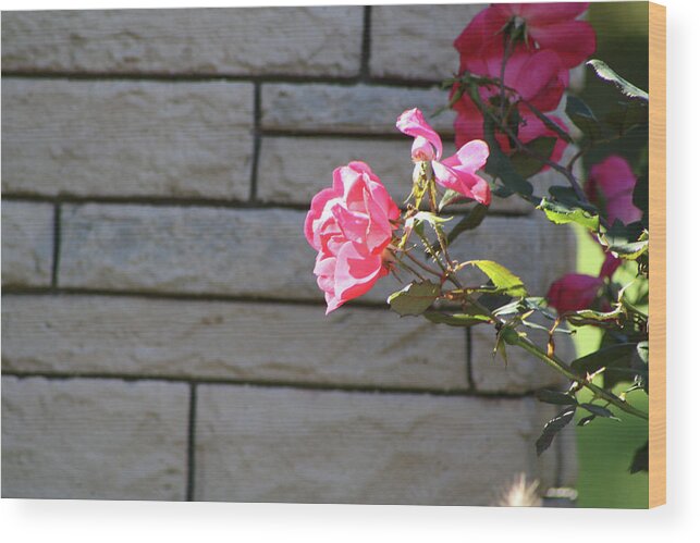 Rose Wood Print featuring the photograph Pink Rose Against Grey Bricks by Michele Wilson