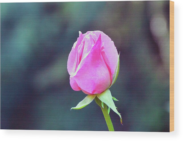 Pink Wood Print featuring the photograph Pink Rose by Brian O'Kelly