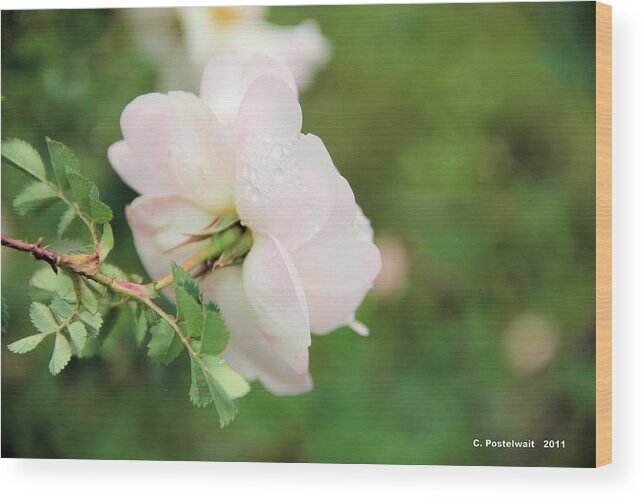 Roses Wood Print featuring the photograph Pink Rose by Carolyn Postelwait