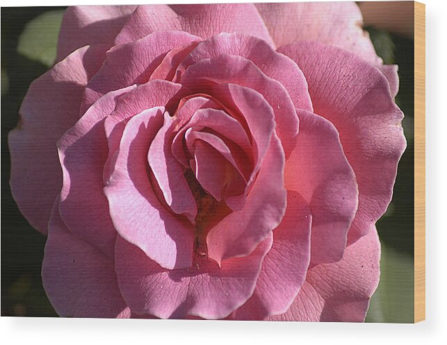 Clay Wood Print featuring the photograph Pink Rose by Clayton Bruster