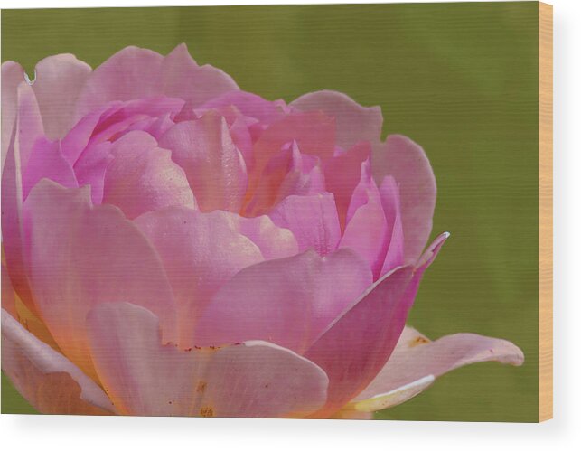 Color Wood Print featuring the photograph Pink rose #d3 by Leif Sohlman