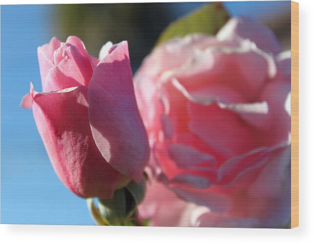 Rose Photography Wood Print featuring the photograph Pink Rose by Evelyn Patrick