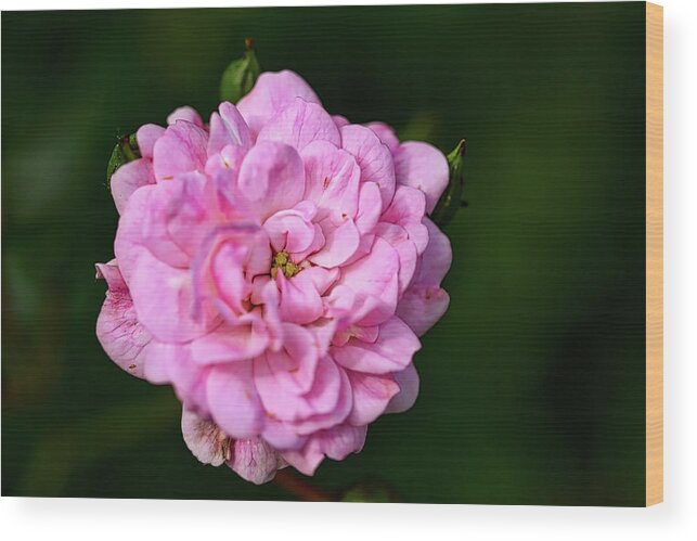 Pink Wood Print featuring the photograph Pink Rose Petals by Richard Gregurich