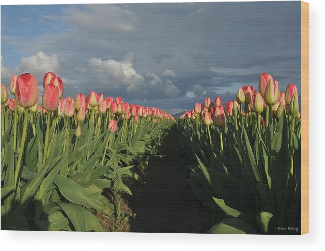 Flowers Artwork Wood Print featuring the photograph Pink Row Tulips by Brent Easley