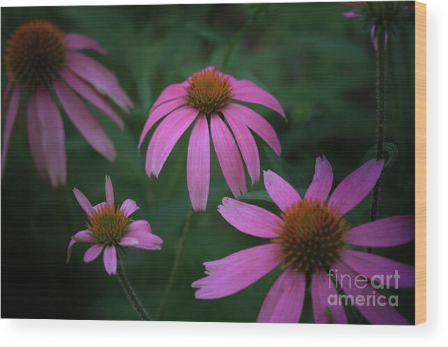 Pink Flowers Wood Print featuring the photograph Pink spray by Kim Henderson