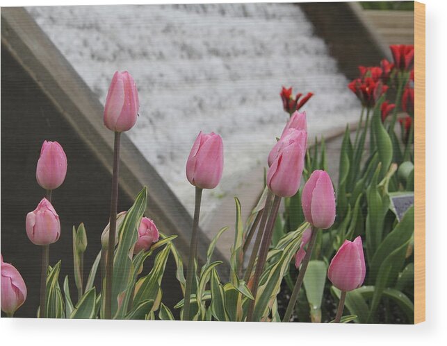 Tulips Wood Print featuring the photograph Pink Tulips by Allen Nice-Webb