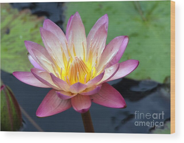 Wildflower Wood Print featuring the photograph Pink Water Lily by Teresa Zieba