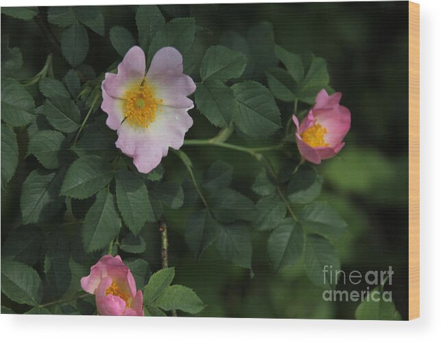 Flowers Wood Print featuring the photograph Pink Wild roses by David Frederick