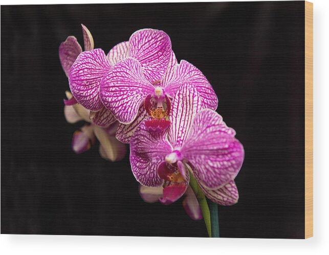 Orchid Wood Print featuring the photograph Pinkish Purple Orchid 1 by Willie Harper