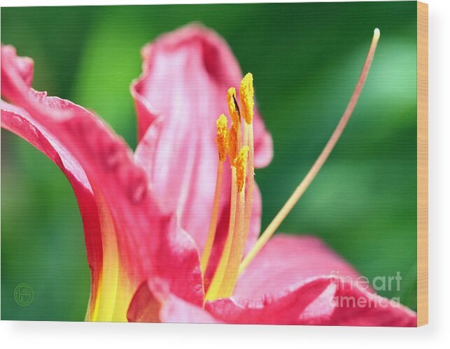 Floral Wood Print featuring the photograph Pinks Stamen by Helena M Langley