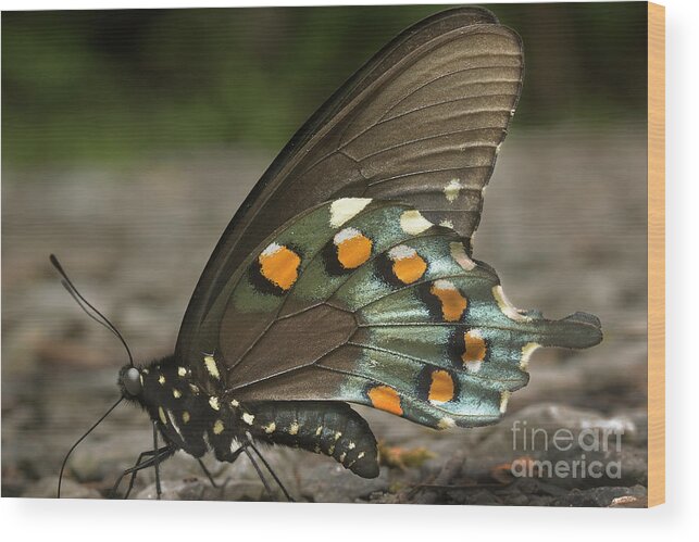Butterfly Wood Print featuring the photograph Pipevine Swallowtail by Mike Eingle