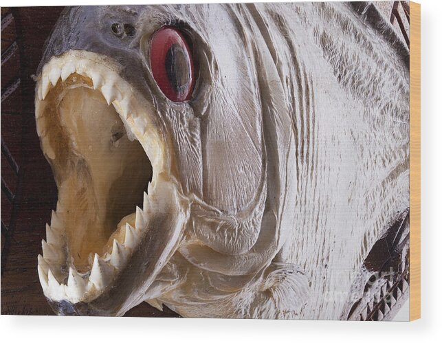 Piranha Wood Print featuring the photograph Piranha fish close up by Simon Bratt