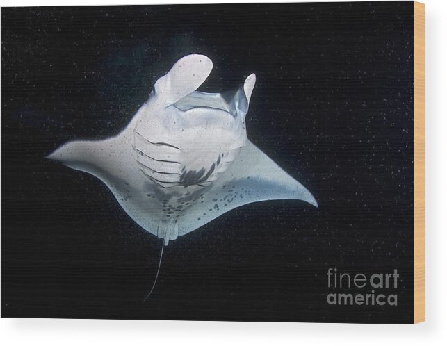 Manta Ray Wood Print featuring the photograph Plankton Soup by Aaron Whittemore