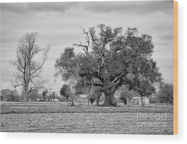  Oak Wood Print featuring the photograph Plantation Live Oak -River Road LA by Kathleen K Parker