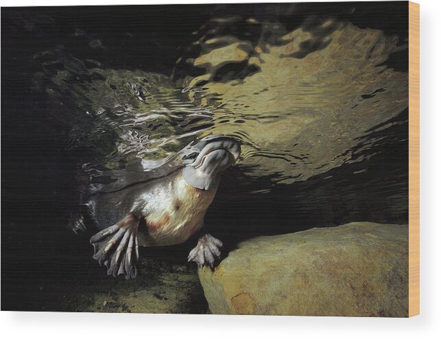 David Parer-cook Wood Print featuring the photograph Platypus Surfacing by David Parer and Elizabeth Parer-Cook