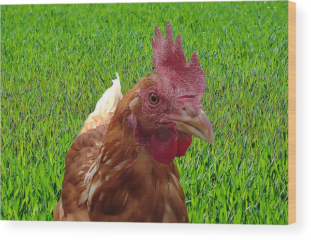 Chicken Wood Print featuring the painting Play Chicken by Harry Warrick