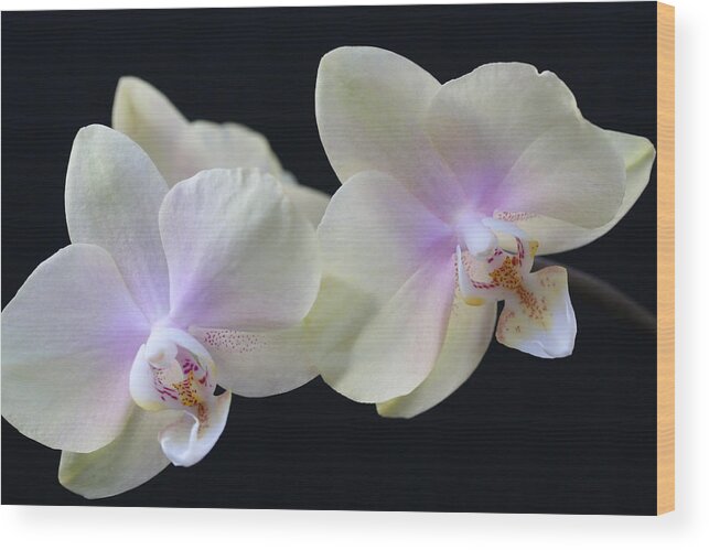 Orchids Wood Print featuring the photograph Playful Orchids by Tammy Pool