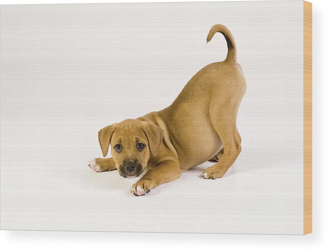 Puppy Wood Print featuring the photograph Playful Puppy by Dean Birinyi