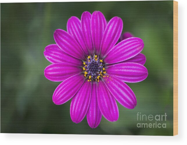 Flower Wood Print featuring the photograph Pleasing Purple by Andrea Silies