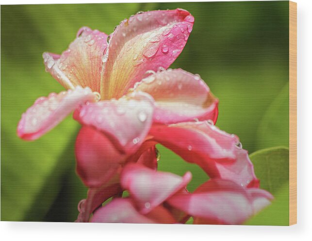 Bloom Wood Print featuring the photograph Plumeria 13 by Leigh Anne Meeks