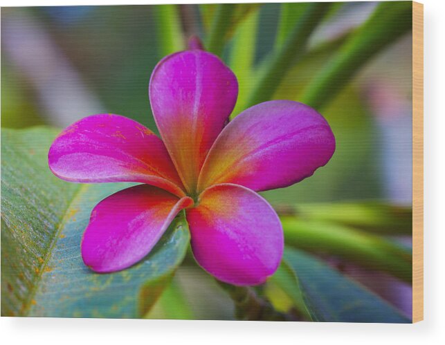 Pink Wood Print featuring the photograph Plumeria on Leaf by Jade Moon