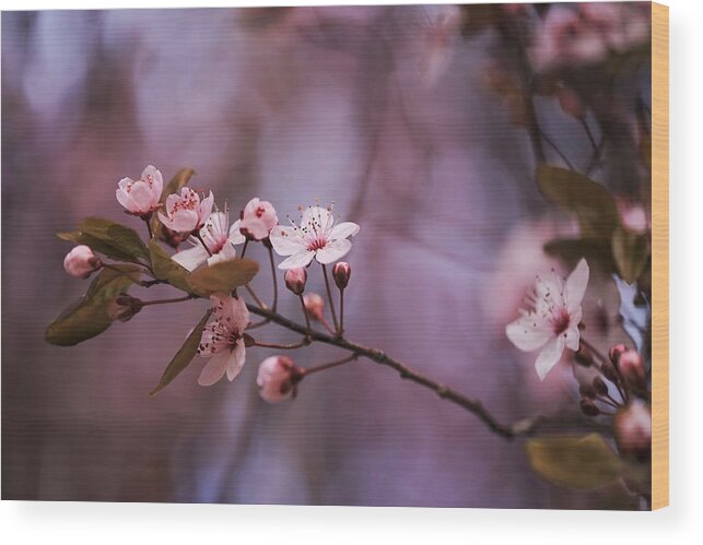 Pnw Blossoms Wood Print featuring the photograph PNW Blossoms by Lynn Hopwood
