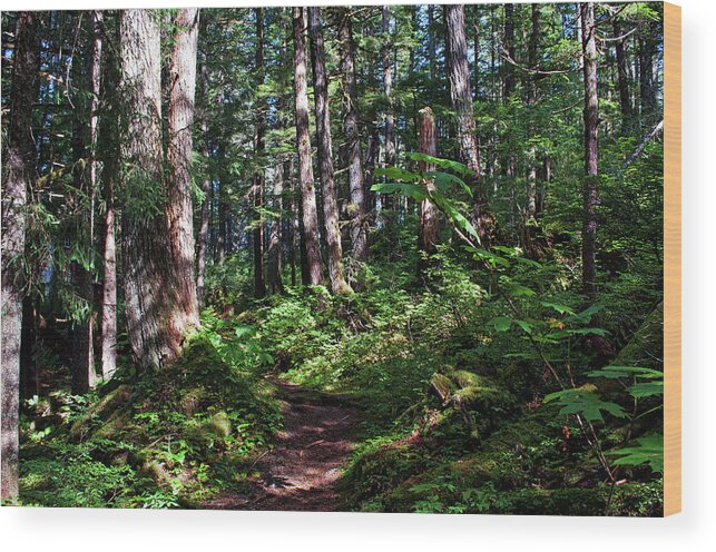 Point Caroline Trail In August Wood Print featuring the photograph Point Caroline Trail in August by Cathy Mahnke