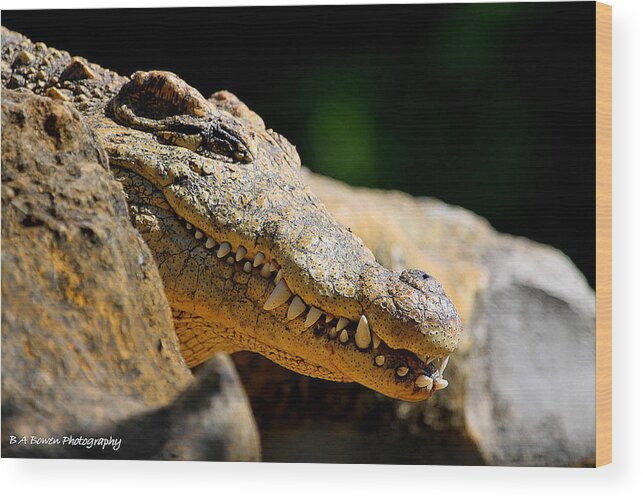 America Crocodile Wood Print featuring the photograph Pointy Teeth by Barbara Bowen