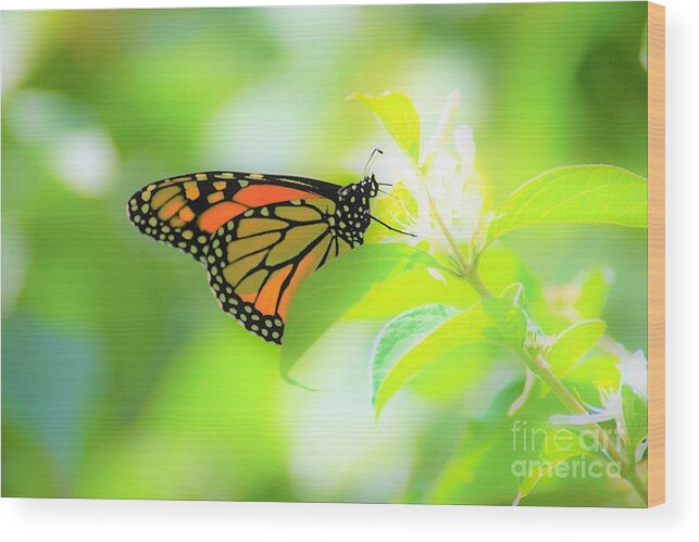 Butterflies Wood Print featuring the photograph Poka Dots by Merle Grenz