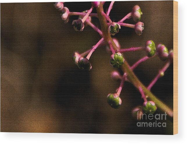 Pokeweed Wood Print featuring the photograph Pokeweed Emerges - wc by Linda Shafer