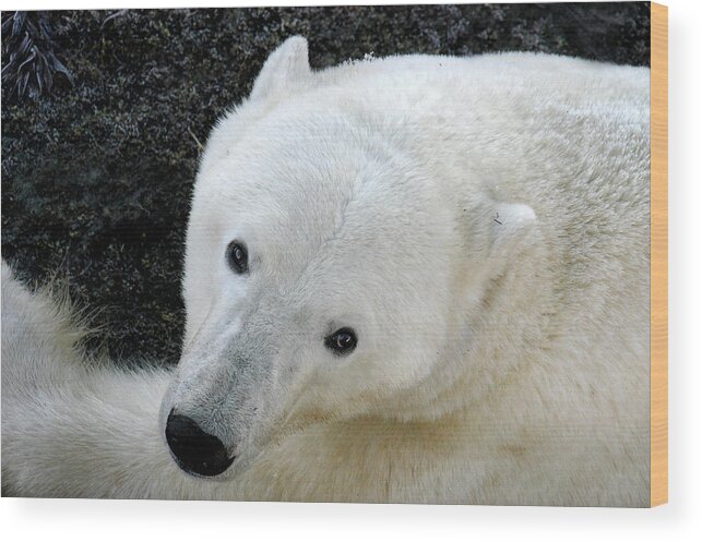 Polar Wood Print featuring the photograph Polar Bear Face by Ted Keller