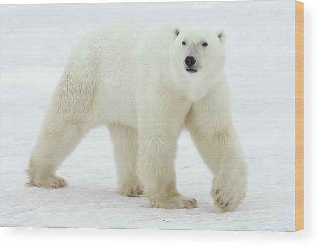Mp Wood Print featuring the photograph Polar Bear Ursus Maritimus Male by Matthias Breiter