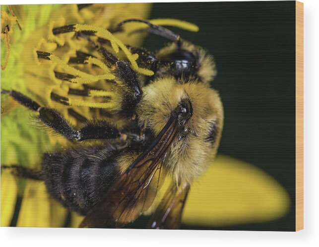 Jay Stockhaus Wood Print featuring the photograph Pollen Collector by Jay Stockhaus
