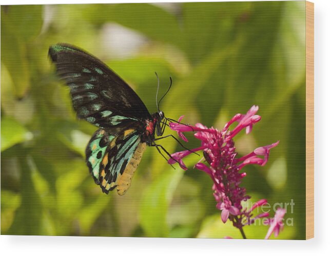 Bug Wood Print featuring the photograph Pollination - Common Birdwing Butterfly by Anthony Totah