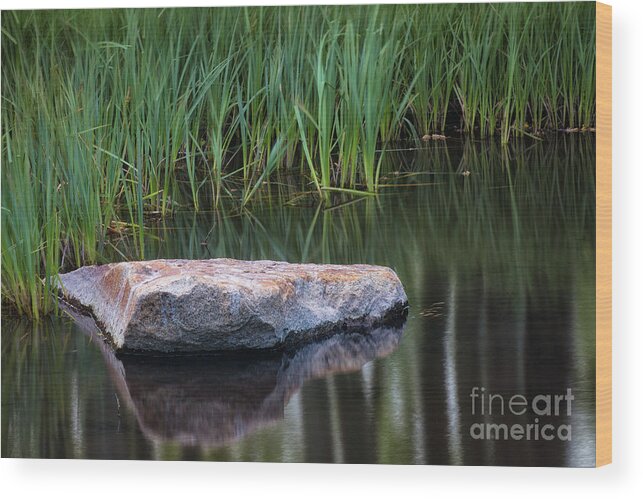 Pond Wood Print featuring the photograph Pond by Anthony Michael Bonafede