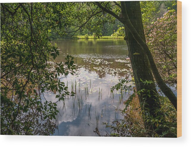 Tree Wood Print featuring the photograph Pond in Spring by James L Bartlett