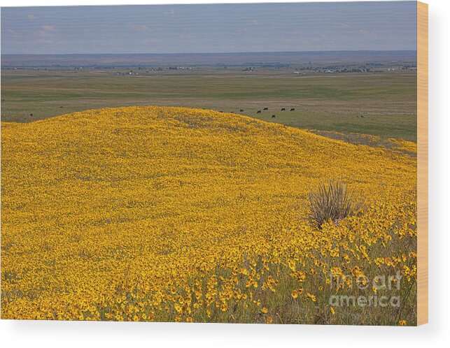Yellow Wildflowers Wood Print featuring the photograph Mound of Gold by Jim Garrison