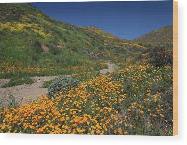 Poppies Wood Print featuring the photograph Poppies along Riverbed by Cliff Wassmann
