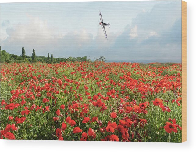 Spitfire Wood Print featuring the photograph Poppies and SIlver Spitfire by Gary Eason